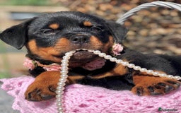 Rottweiler dogs for sale: 🐾 Beautiful Rottweiler Puppies Ready🐾 - Image 1