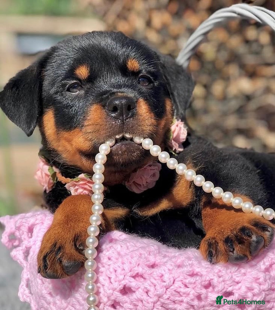 Rottweiler dogs for sale: 🐾 Beautiful Rottweiler Puppies Ready🐾 - Image 1