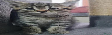 Tabby Female 2