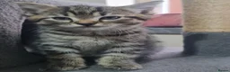 British Shorthair cats for sale: A beautiful litter of 5 kittens British Shorthair - Advert 9