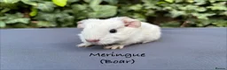Guinea Pig rodents for sale: Gorgeous baby guinea pigs  - Advert 9