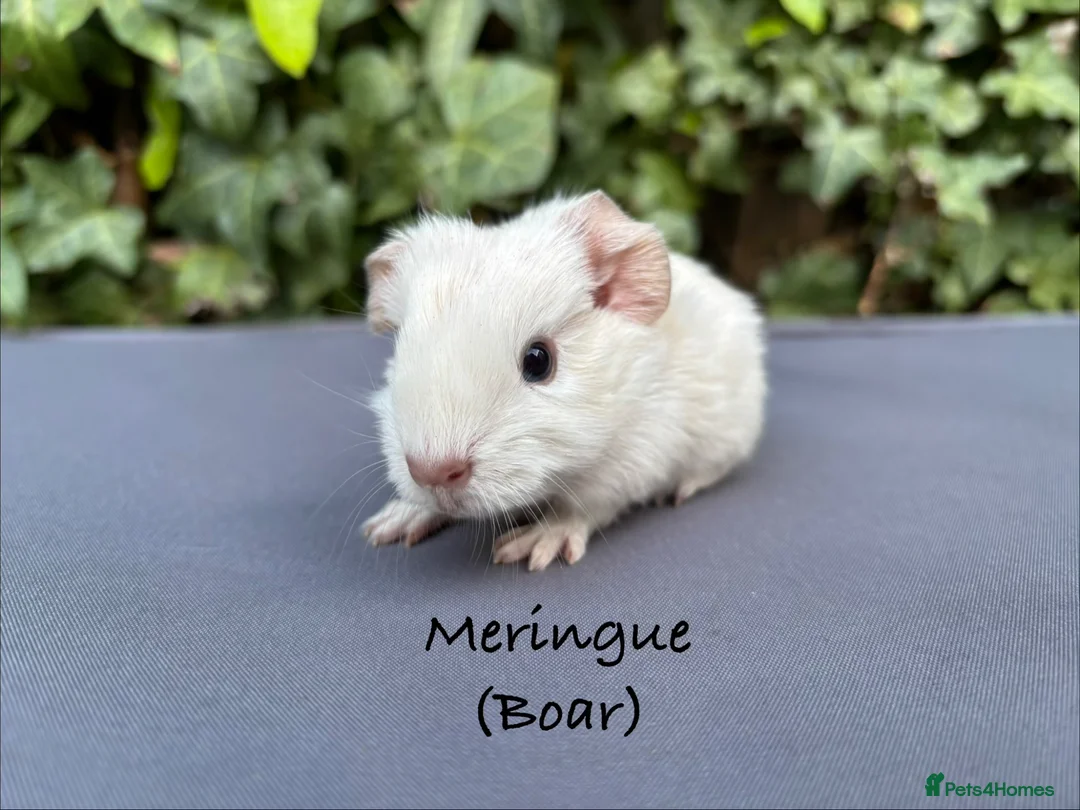 Guinea Pig rodents for sale: Gorgeous baby guinea pigs  - Advert 9