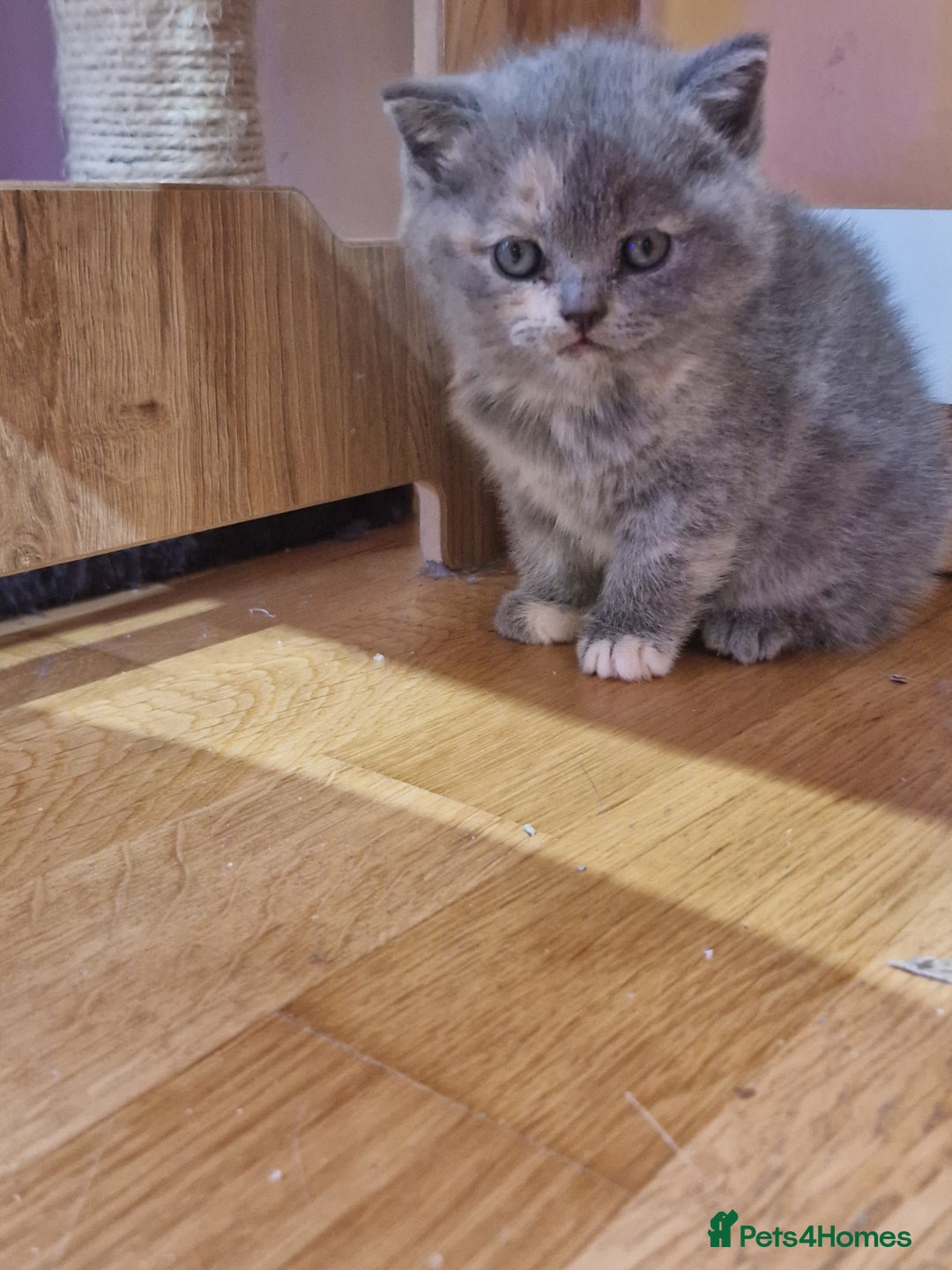 Scottish Fold cats for sale: Scottish fold, straight girls, boys, lilac blue  - Advert 13