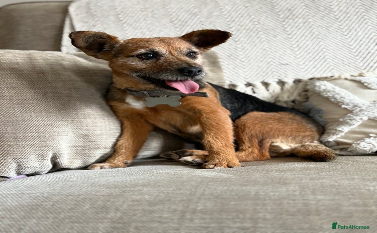 Patterjack dogs - Advert 2