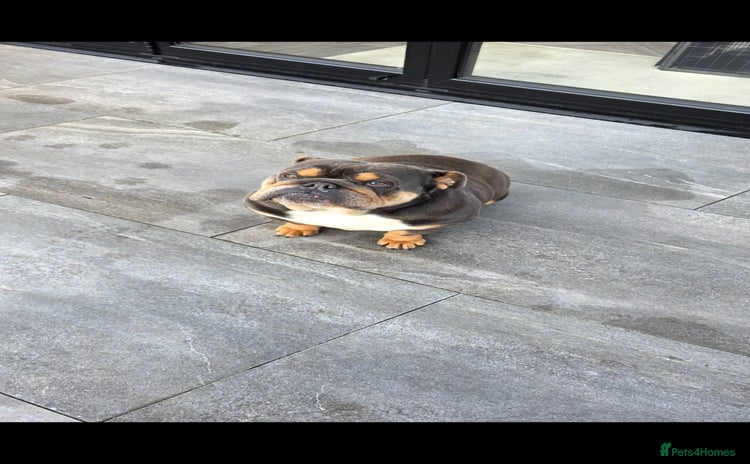 English Bulldog dogs English bulldog femail almost 2 years old - Advert 2