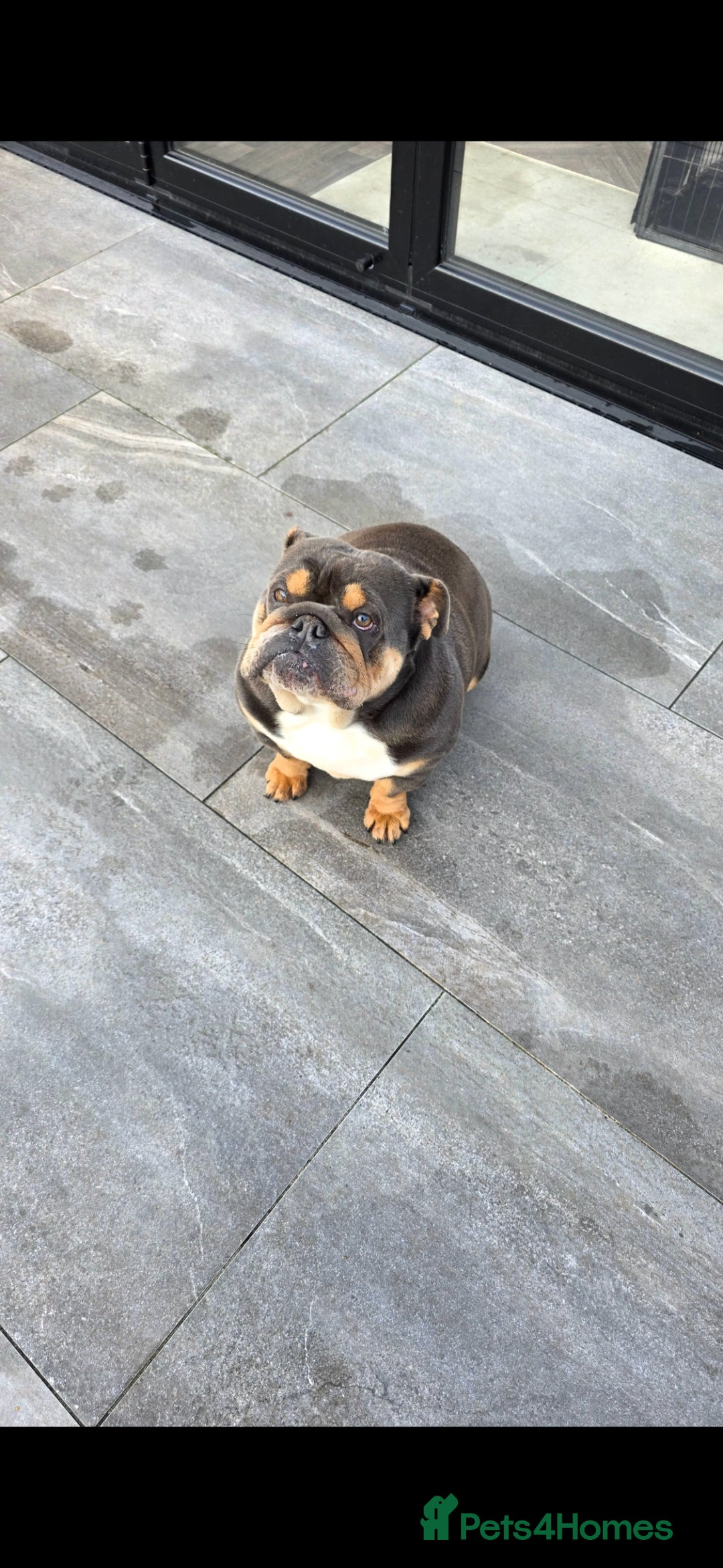 English Bulldog dogs for sale: English bulldog female almost 2 years old - Advert 1