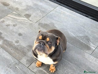 English Bulldog dogs English bulldog femail almost 2 years old - Advert 1