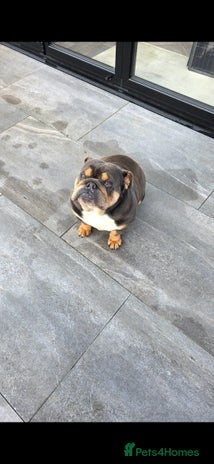 English Bulldog dogs English bulldog femail almost 2 years old - Advert 1