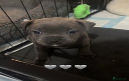 Staffordshire Bull Terrier dogs for sale: Piro daughter & Pharon (Bullscaff) pups for sale - Image 17