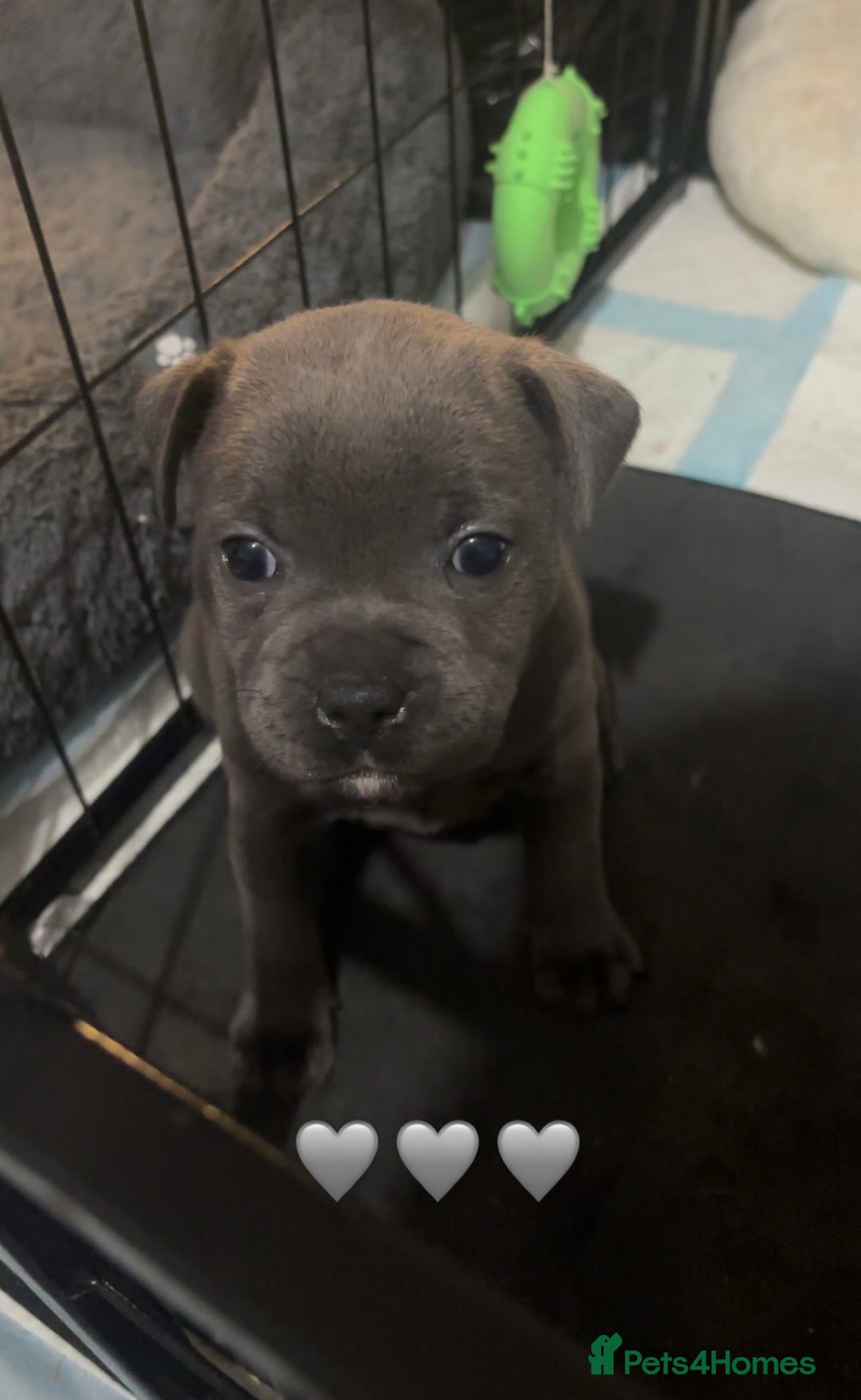 Staffordshire Bull Terrier dogs for sale: Piro daughter & Pharon (Bullscaff) pups for sale - Image 17