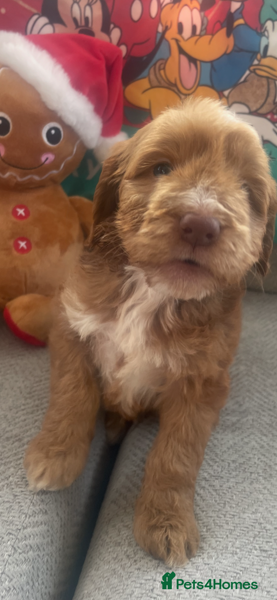 Cockapoo dogs for sale: 7 puppies for sale  - Advert 2