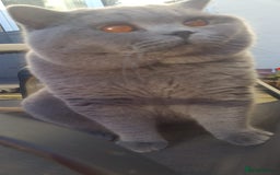 British Shorthair cats for sale: GORGEOUS British Shorthair Kittens - Image 27