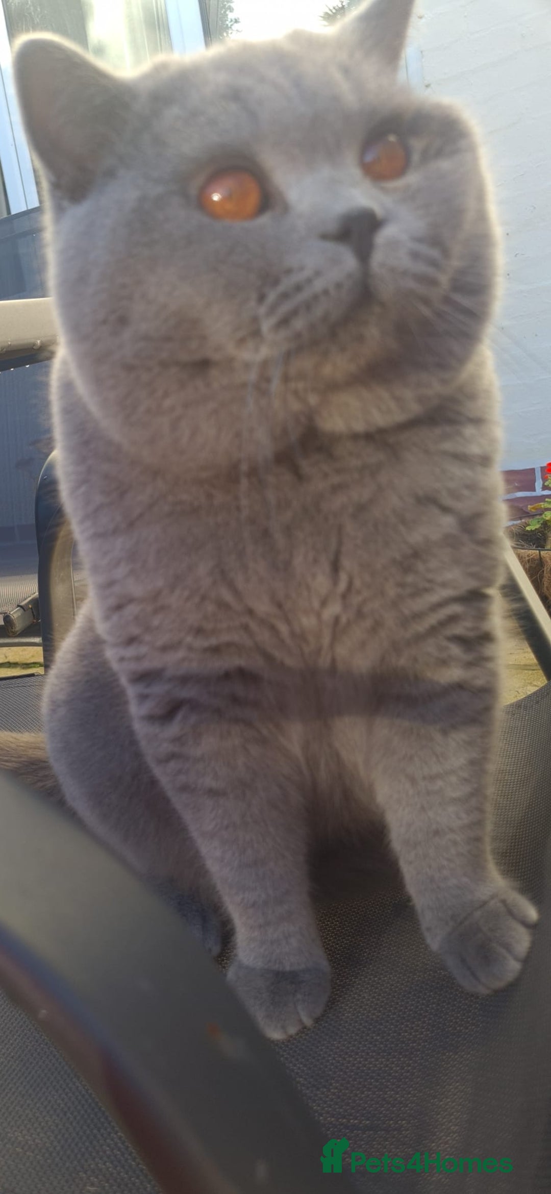British Shorthair cats for sale: GORGEOUS British Shorthair Kittens - Image 27