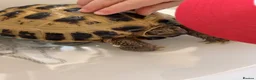 Tortoise reptiles for sale: Male Horsefield Tortoise  - Advert 2