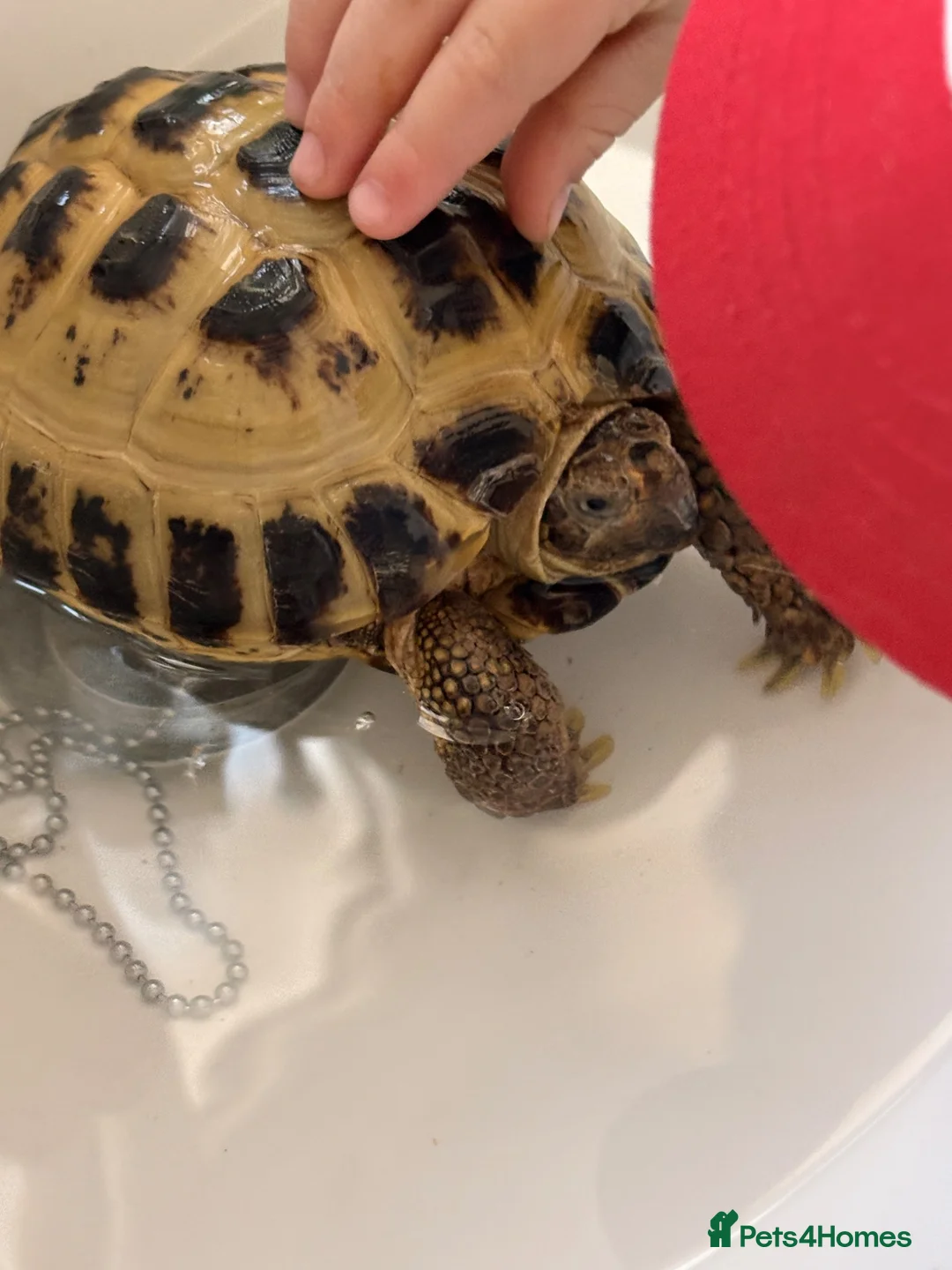 Tortoise reptiles for sale: Male Horsefield Tortoise  - Advert 2