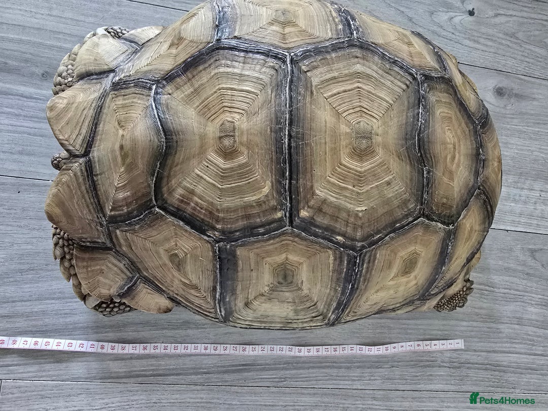 Tortoise reptiles for sale: Sulcata Tortoise Extremely Healthy - Image 6