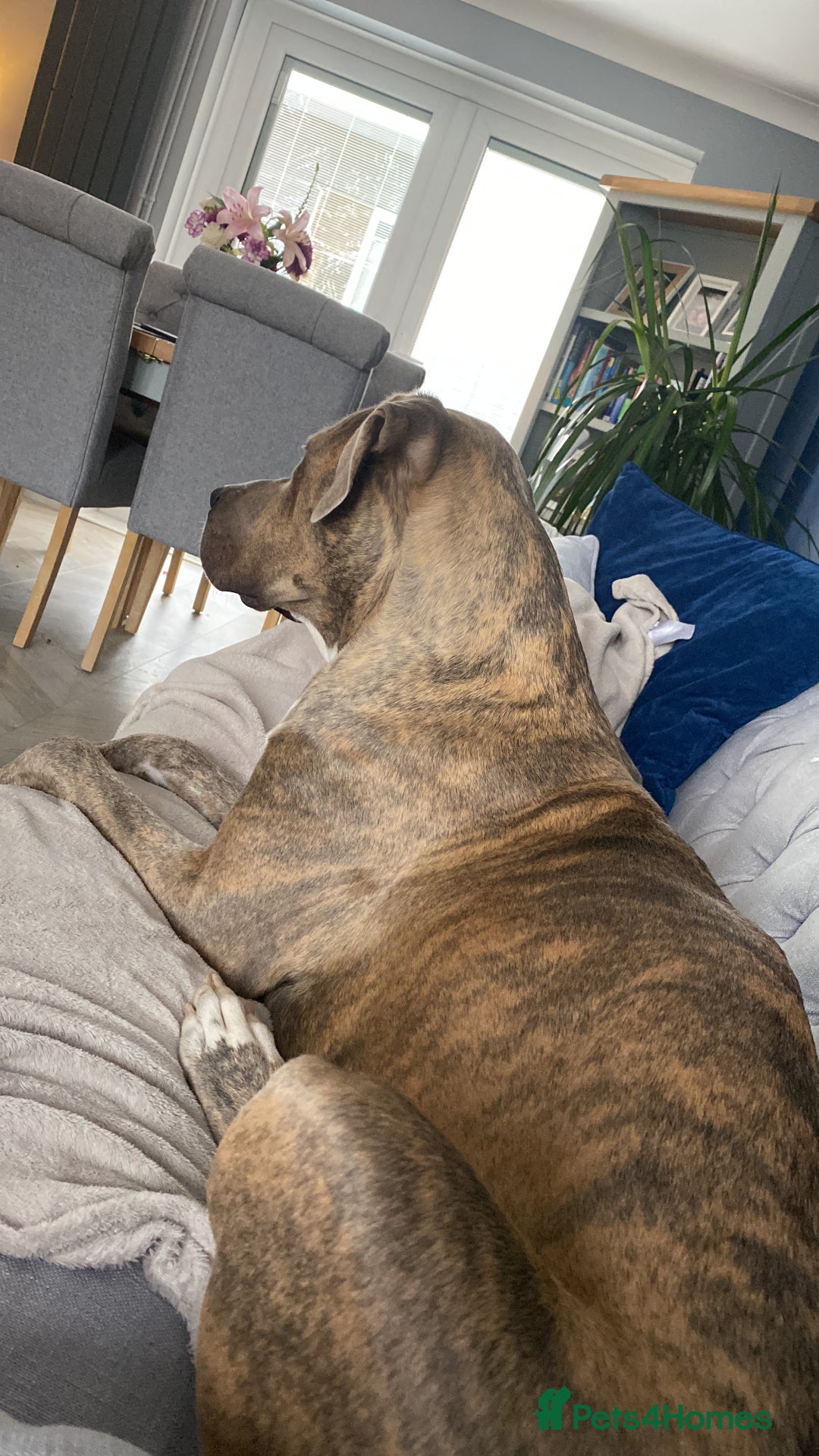 Mixed Breed dogs for sale: Narla - Image 3