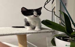 Mixed Breed cats for sale: 3 adorable female kittens  - Image 10