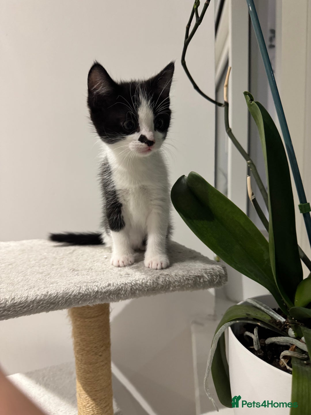 Mixed Breed cats for sale: 3 adorable female kittens  - Image 10