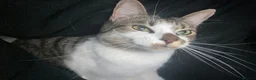 Mixed Breed cats for sale: Cat for new home - Moon in Oldham - Advert 7