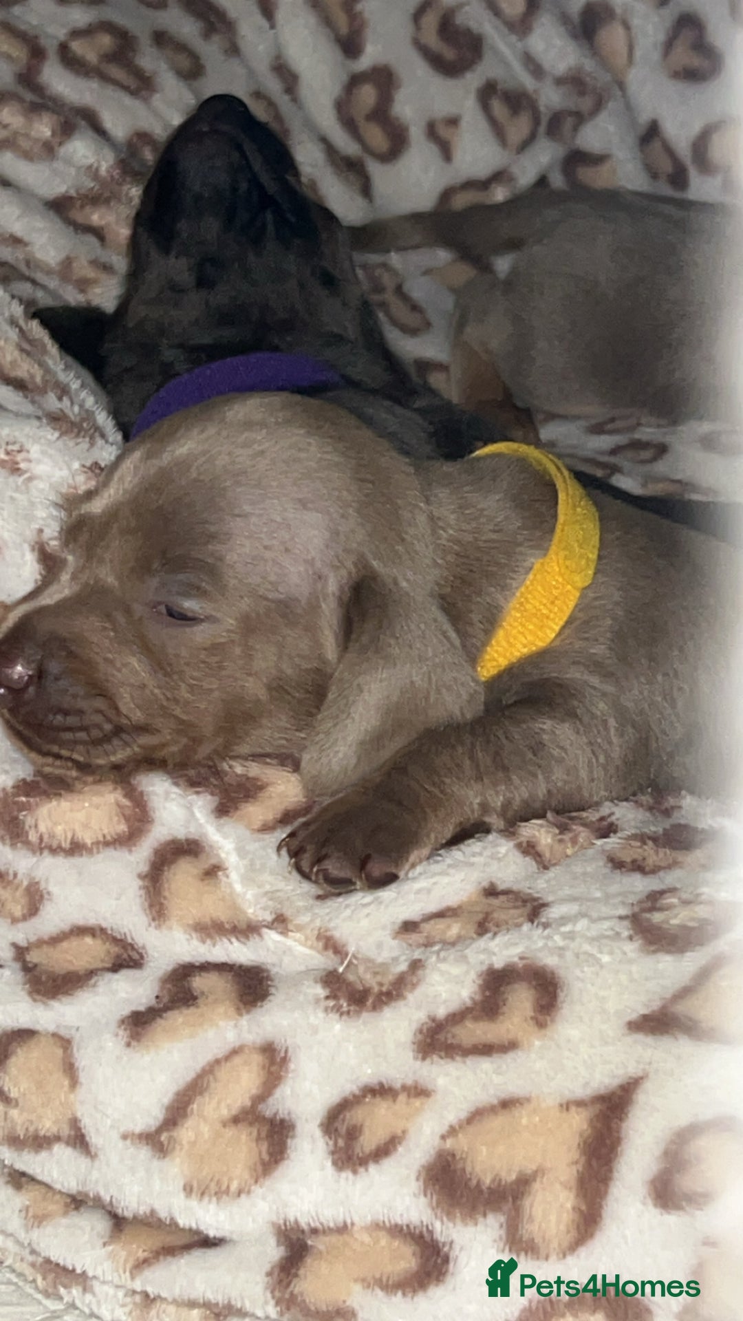 Miniature Dachshund dogs for sale: Mini dachshunds 💚🫶🏻 ready 24th December 🎄🎄 - Advert 3