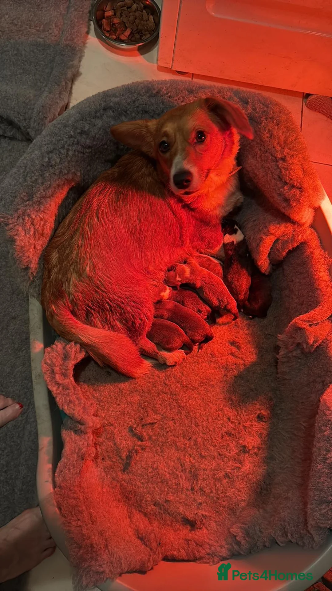 Welsh Corgi Cardigan dogs for sale: Beautiful Welsh Cardigan Corgi  - Advert 1