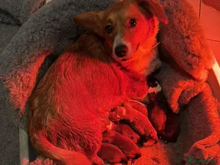 Welsh Corgi Cardigan dogs Beautiful Welsh Cardigan Corgi - Advert 1