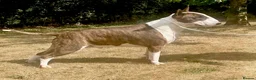 Bull Terrier dogs for sale: Champion bred healthy, chunky, friendly BT puppies - Advert 4