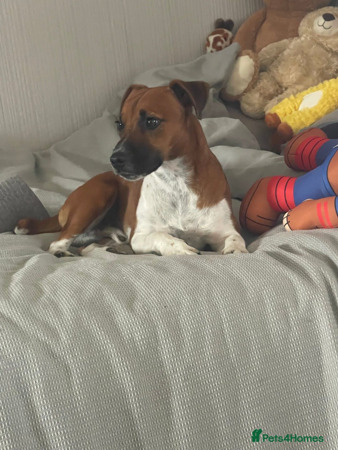 Plummer Terrier dogs for sale: One year old male - Image 1