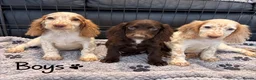 Cocker Spaniel dogs for sale: Cocker Spaniel Puppies Ready Now - Advert 3