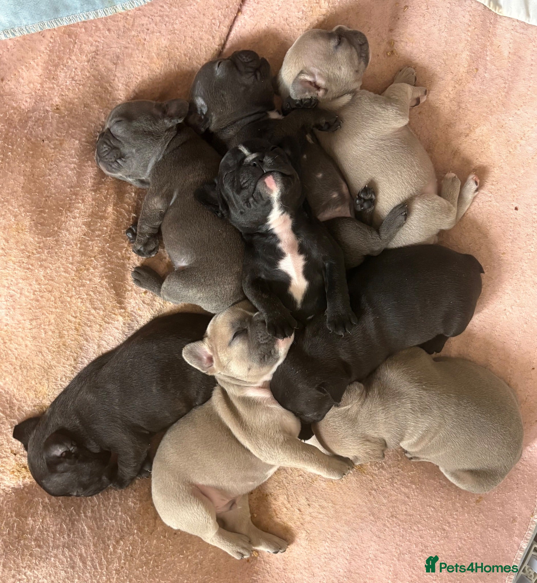 French Bulldog dogs French Bulldog Puppies - Advert 7