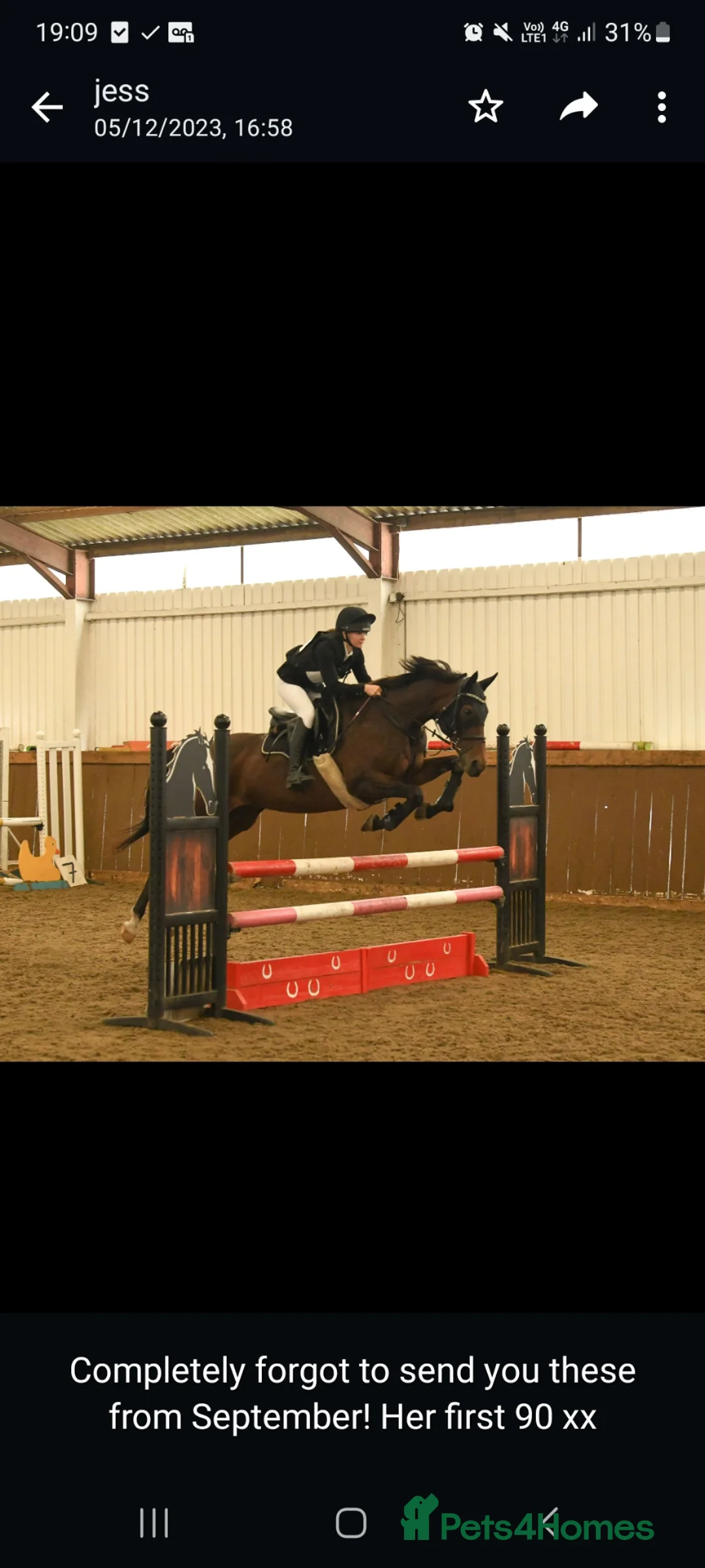 English Thoroughbred horses for sale: 16hh bay mare in Stratford-upon-Avon - Advert 1