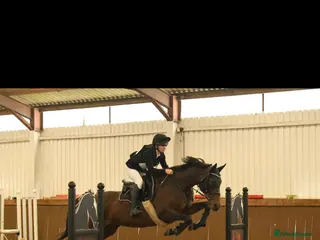 English Thoroughbred horses 16hh bay mare - Advert 1