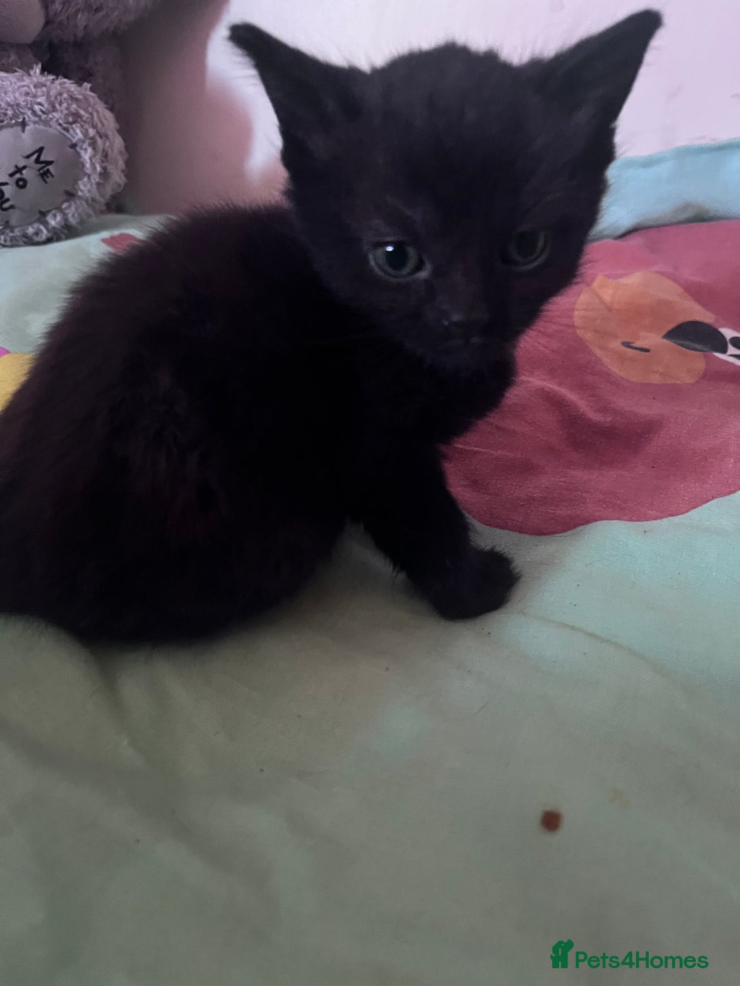 Mixed Breed cats for sale: Beautiful loving kittens - Advert 7