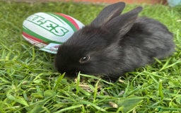 Continental Giant rabbits for sale: Baby Rabbits  - Image 9