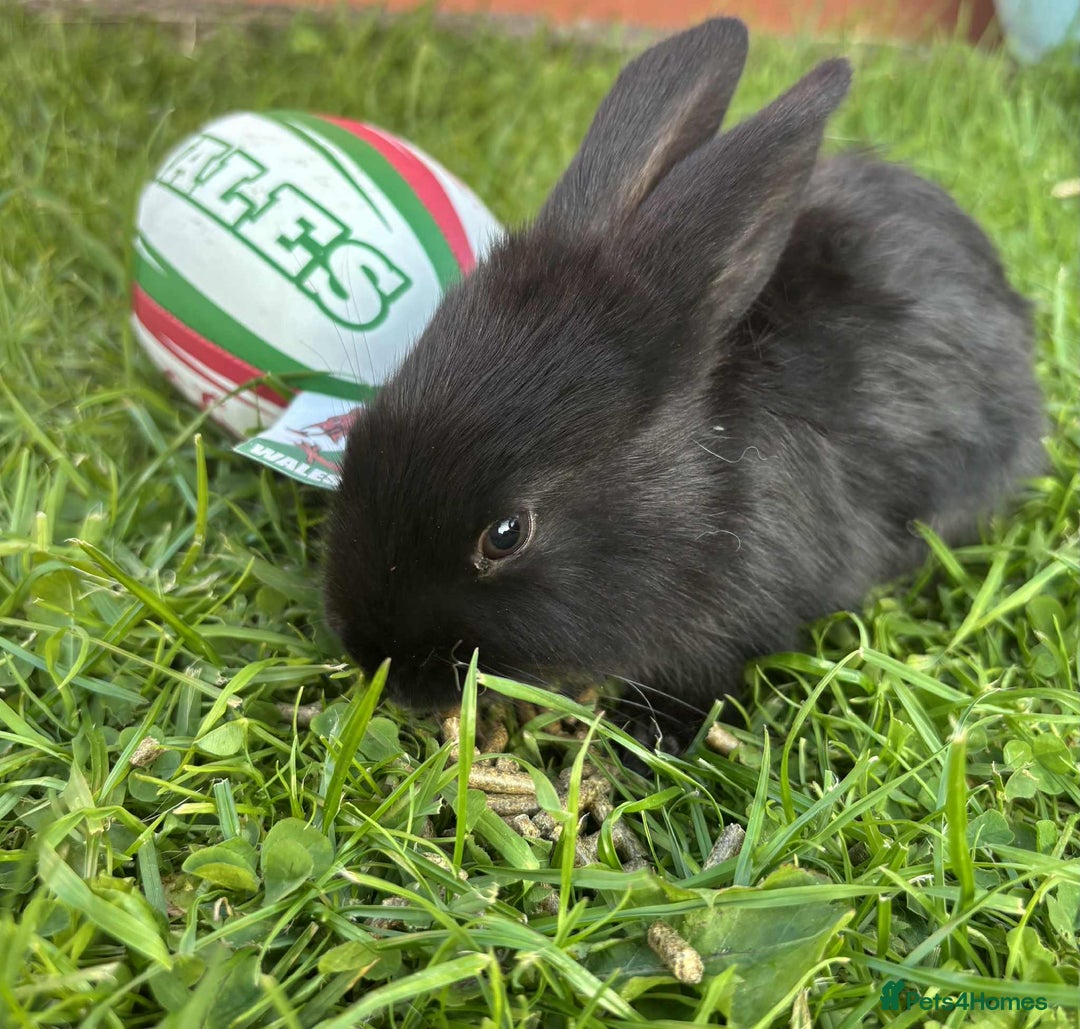 Continental Giant rabbits for sale: Baby Rabbits  - Image 9