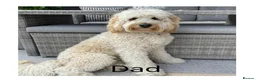 Mixed Breed dogs for sale: Multigeneration Cream/Apricot Double Labradoodles  - Advert 22