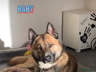 Shepsky dogs Huxley - Advert 1