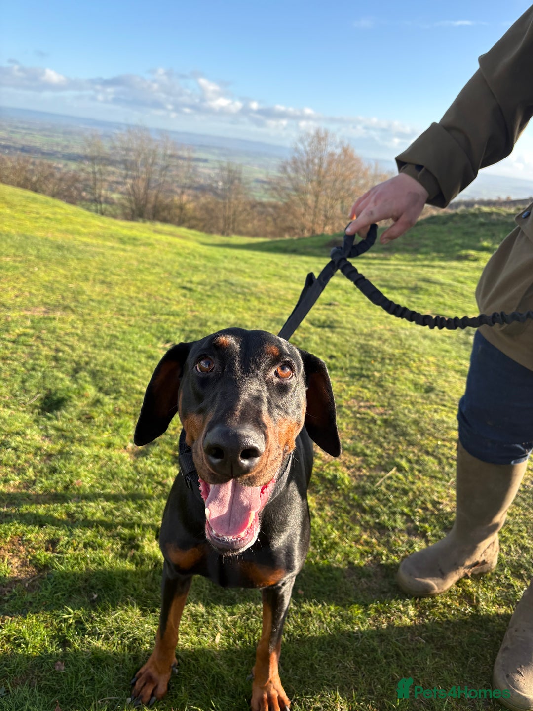 Dobermann dogs for sale: Dobermann for rehoming  - Advert 2