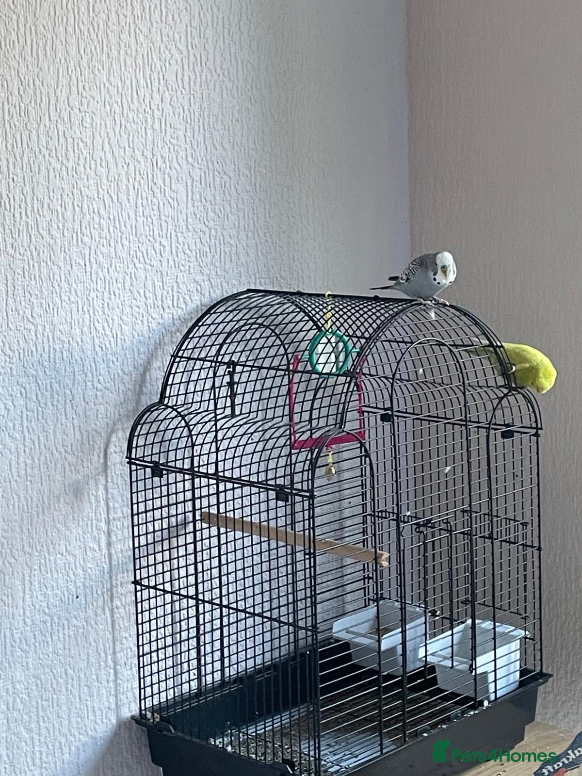 Budgerigars birds Budgies very loving and interactive  - Advert 5