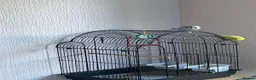 Budgerigars birds for sale: Budgies very loving and interactive  in Isleworth - Advert 1