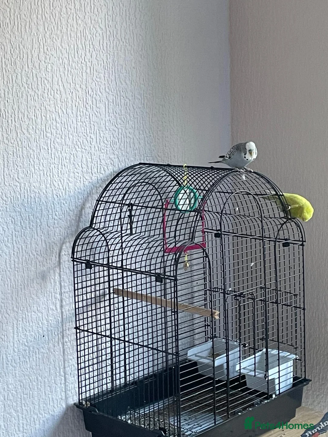 Budgerigars birds for sale: Budgies very loving and interactive  in Isleworth - Advert 1