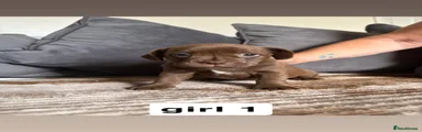 🤎 beautiful female French bulldog cross puppy -Girl 2🤎