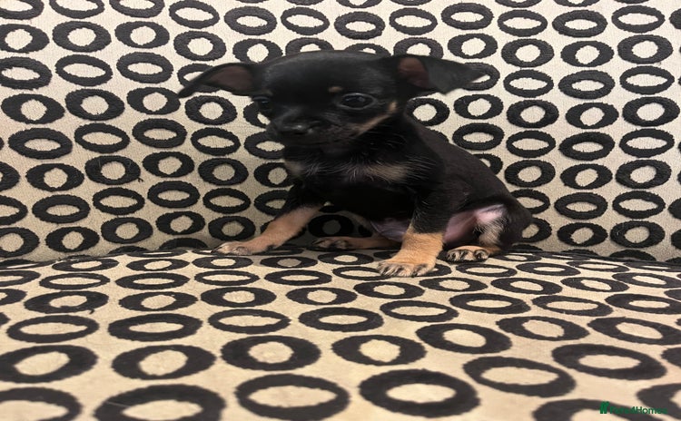 Russian Toy Terrier dogs - Advert 1