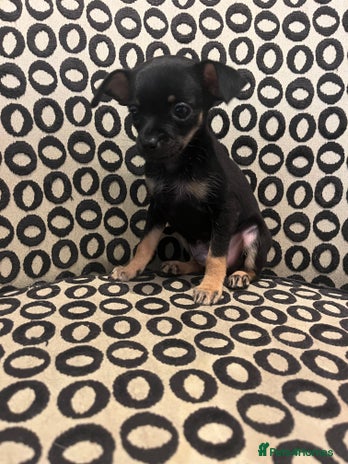Russian Toy Terrier dogs - Advert 1