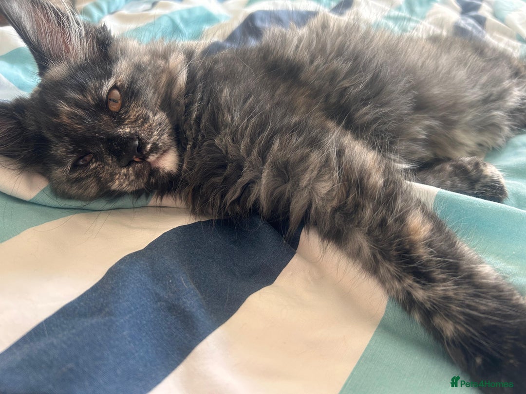 Maine Coon cats for sale: Beautiful Pedigree Maine Coon Kitten - 1 Left - Image 15