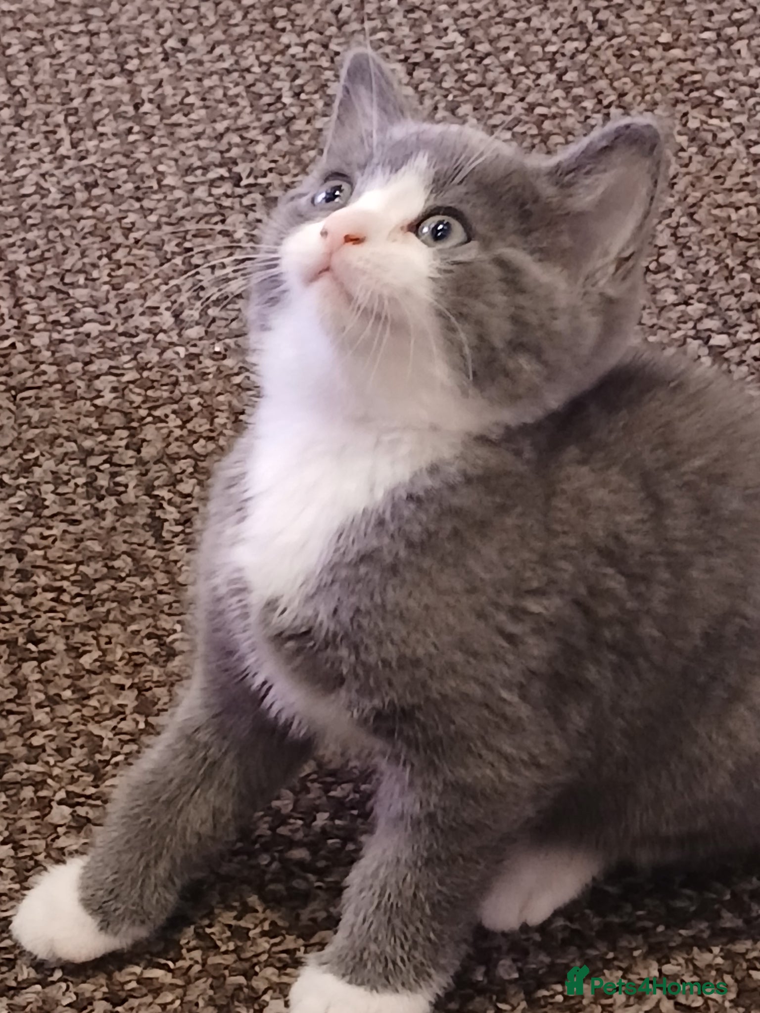 British Shorthair cats Beautiful British Shorthair Kittens  - Advert 2