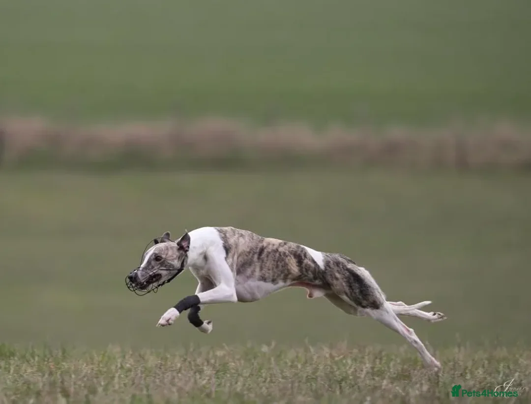 Whippet dogs for stud: Whippet  for stud top quality  - Image 7