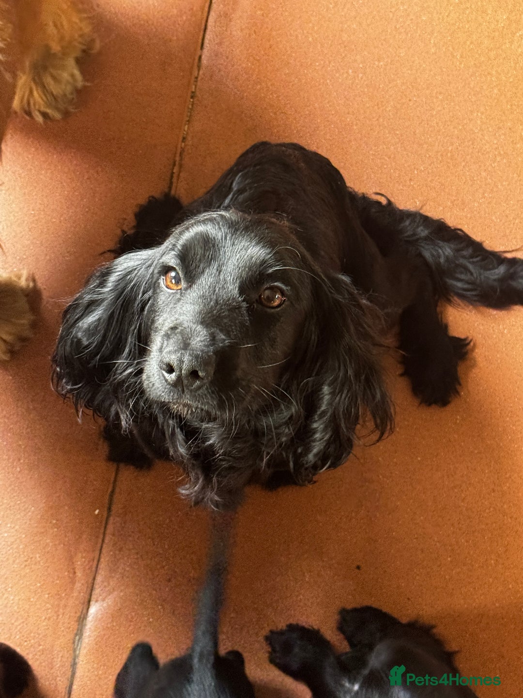 Cocker Spaniel dogs for sale: 3 Black cocker spaniels ready 8th December - Advert 1