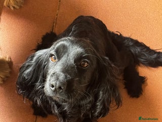 Cocker Spaniel dogs 3 Black cocker spaniels ready 8th December - Advert 17